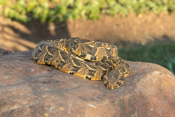 Puff Adder (Bitis arietans)	