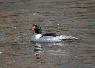 Beautiful Male Common Merganser