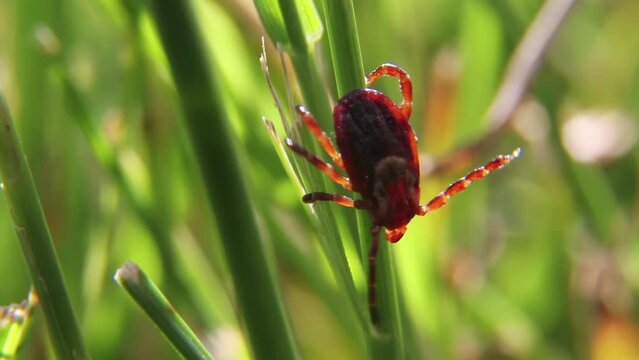 Tick crawling down a blade of grass, close-up