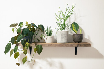 beautiful plants on wooden shelf  hanging on wall at home
