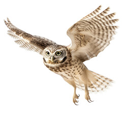 Naklejka premium Burrowing Owl isolated on white background