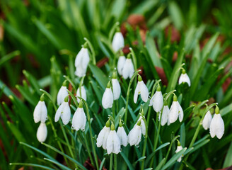 Galanthus nivalis was described by the Swedish botanist Carl Linnaeus in his Species Plantarum in 1753, and given the specific epithet nivalis, meaning snowy (Galanthus means with milk-white flowers