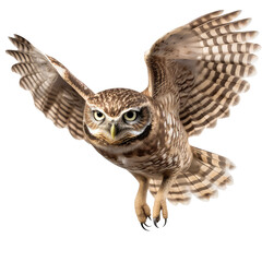Burrowing Owl isolated on white background