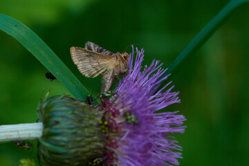  Ziest-Silbereule (Autographa pulchrina), auch als Silberpunkt-Höckereule