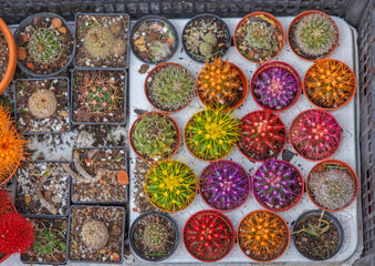 Colourful Cactus Plants