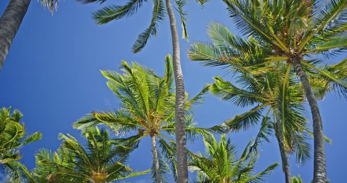 Looking Up and Surrounded by Huge Palm Trees