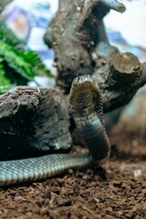 Closeup of Cobra snake near tree bark