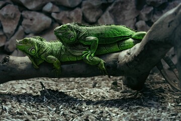 Closeup of iguanas perching on wood