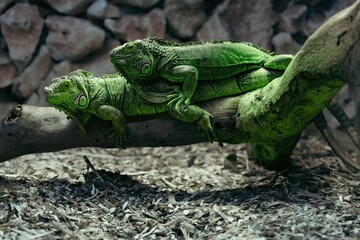 Closeup of iguanas perching on wood