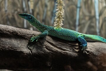 Lizard perching on wood