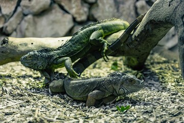 Closeup of iguanas perching on wood