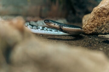 Closeup of snake near rock
