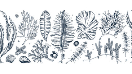 Edible seaweed seamless pattern. Hand-drawn sea vegetables - kelp, kombu, wakame, hijiki  drawings. Underwater algae ribbon in sketch style. Asian cuisine menu or healthy food design - obrazy, fototapety, plakaty