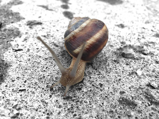 brown snail closeup on a concrete surface moving slowly
