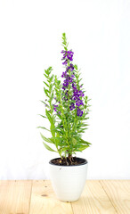 Fototapeta premium Angelonia goyazensis, Digitalis solicariifolia in pot. Violet Snapdragon flower blooming, isolated on white background. Beautiful purple blossom flowerpot on wooden table, garden interior decoration