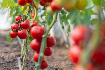 Red tomato in greenhouse
