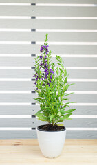 Angelonia goyazensis, Digitalis solicariifolia in pot on wooden table. Purple Snapdragon flower blooming, isolated white strip wall background. Beautiful blossom flowerpot garden interior decoration