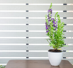 Angelonia goyazensis, Digitalis solicariifolia in pot on wooden table. Purple Snapdragon flower blooming, isolated white strip wall background. Beautiful blossom flowerpot garden interior decoration
