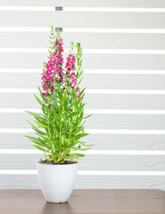 Angelonia goyazensis, Digitalis solicariifolia in pot on wooden table. Pink Snapdragon flower blooming, isolated white strip wall background. Beautiful blossom flowerpot garden interior decoration