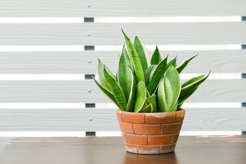 Snake plant or Bowstring Hemp, Devil Tongue (Sansevieria trifasciata) in clay pot on white pattern wall background, on wooden table. Small evergreen houseplant for modern home decor interior design.