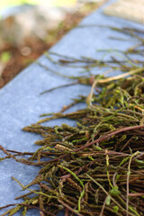 Picked wild asparagus on the table. Selective focus.