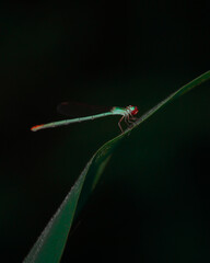 red dragonfly on a leaf