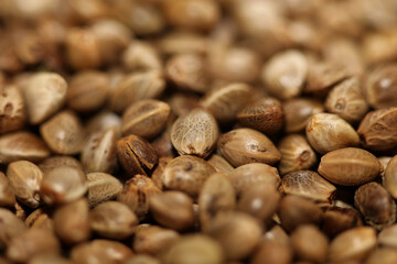 Cannabis seeds close up modern background high quality botanical smoking weed print natural hemp seeding Cannabis konsum legalisieren kampagne legal kiffen