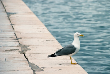 Bird by the sea.