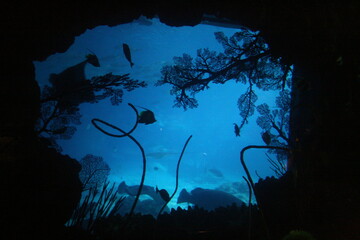 A large aquarium in the Taiwan Pingtung Ocean Biological Museum, which contains many fish, coral...