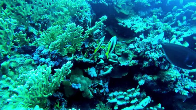 Butterflyfish or Chaetodon semilarvatus at the bottom of the Red sea in Egypt, travel concept