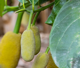 Young jackfruit is green with rough skin with soft white thorns around the fruit.  jackfruit on the jackfruit tree.
