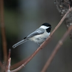 A Chickadee Looking Out