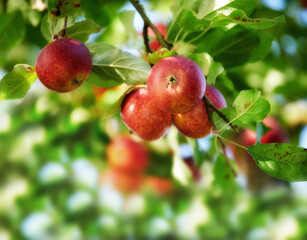 Apples in outdoor setting. A photo of taste and beautiful apples.
