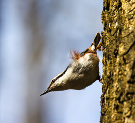 Nuthatch on a tree trunk.
The nuthatch is a beautiful and dexterous bird.
