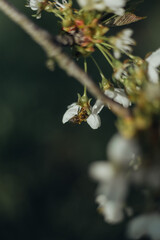a bee collects nectar from a cherry blossom