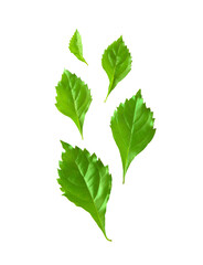 leaf isolated on transparent png