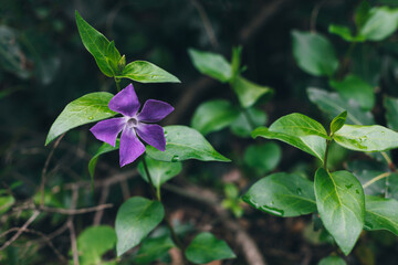 Beautiful purple flower of Periwinkle in a spring forest.