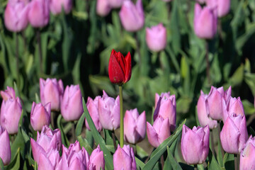 Obraz premium field full of purple tulips on the flower bulb field on Island Goeree-Overflakkee