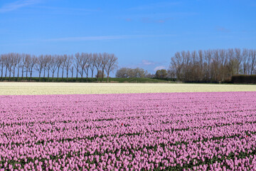 field full of purple tulips on the flower bulb field on Island Goeree-Overflakkee