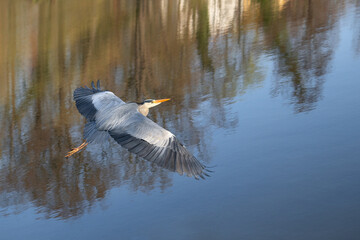 A gray heron (Ardea cinerea)  in flight over the lake. Place for text.