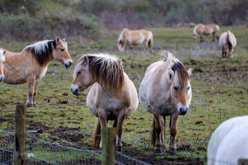 Fjord wild horses on the Hellegatsplaten