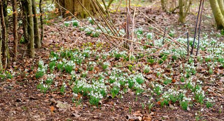 Galanthus nivalis was described by the Swedish botanist Carl Linnaeus in his Species Plantarum in 1753, and given the specific epithet nivalis, meaning snowy (Galanthus means with milk-white flowers