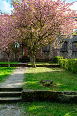 Blooming cherry trees with pink blossoms lines a footpath to the Frauenalb monastery ruins in the northern Black Forest, Baden-Wurttemberg, Germany