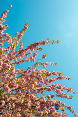 A blooming cherry tree with pink flowers against a clear blue sky in early summer