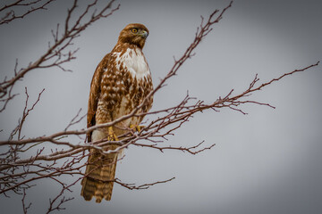 Red Tailed Hawk