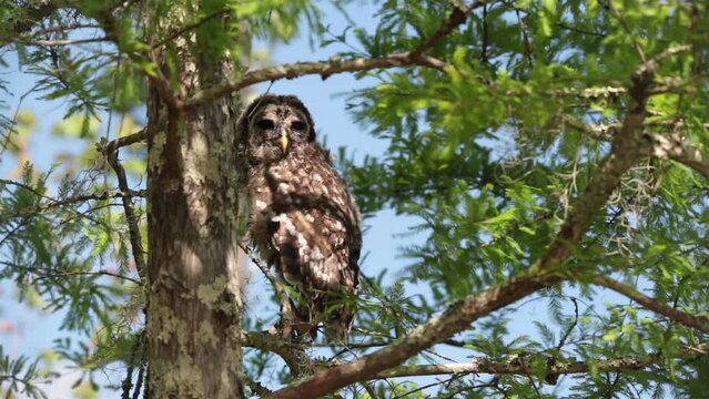 Owl in green trees, blue sky, Batavaria swamp, Louisiana