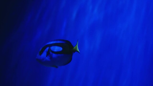 A blue surgeonfish swims in an aquarium close-up. Marine life in the oceanarium. Underwater life. Exotic ocean fish.