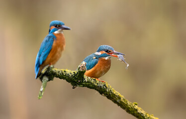 European Kingfisher ( Alcedo atthis ) close up