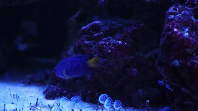 A group of fish swimming in an aquarium. Fish in water. A school of fish in the sea. Diving. Colorful tropical fish in the aquarium. Close-up of two cichlids in the middle of plants and corals