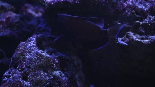 Beautiful exotic black fish on the background of corals underwater in the Maldivian sea. Scuba diving in a world of colorful and beautiful reef wildlife. Sea and ocean fish under water.